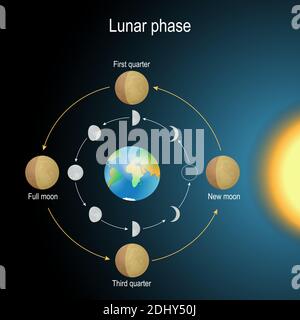 lunar phase. phases of the Moon depends on the Moon's position in orbit around the Earth and the Earth's position in orbit around the sun. Vector Stock Vector