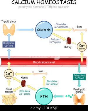 Parathyroid hormone and Calcium metabolism. parathormone or parathyrin ...