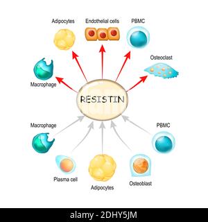 Resistin is a hormone from adipose tissue, regulator of inflammation, autoimmune processes, obesity and insulin resistance. Atherosclerosis Stock Vector