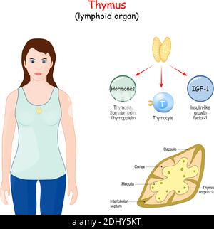 thyroid gland anatomy and physiology. Structure of a human Thyroid ...