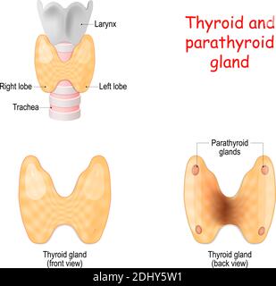 Thyroid, and parathyroids glands front and back view on white background. Thyroid, trachea and larynx.  Vector diagram. Medical illustration. Stock Vector