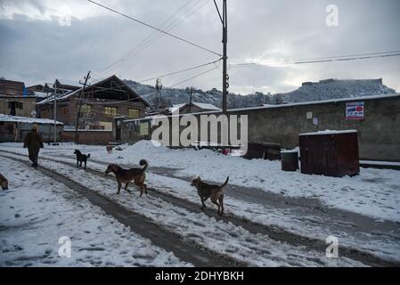 Stray Dogs run on snow covered road in Srinagar.The season’s first snowfall lashed the plains of the Kashmir Valley while the higher reaches of Jammu and Kashmir received heavy snowfall. All major highways including the Srinagar-Jammu, Srinagar-Leh and the Mughal Road are closed for traffic following heavy snowfall, officials said. Stock Photo