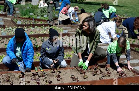 Michelle Obama plants for the final time as First Lady the White House Kitchen Garden on the South Lawn of the White House April 5 2016 in Washington, DC, USA. Photo by Olivier Douliery/ABACAPRESS.COM Stock Photo