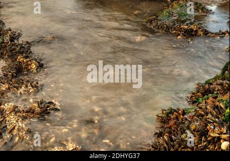 Top view of shells and water between stones with moss on the beach. Stock Photo