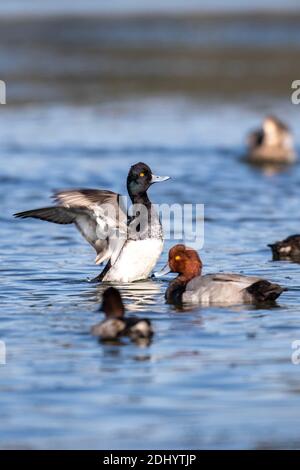 Ducks at San Diego River estuary Stock Photo