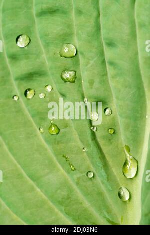 Issaquah, Washington, USA. Raindrops on Hosta 'Krossa Regal' plant Stock Photo