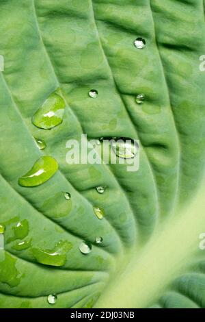 Issaquah, Washington, USA. Raindrops on Hosta 'Krossa Regal' plant Stock Photo