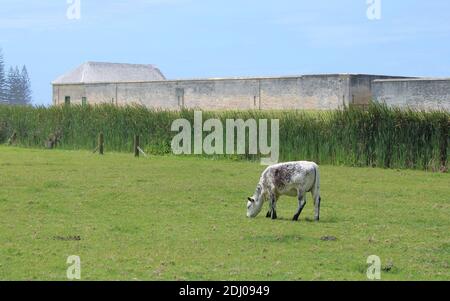 Norfolk Island, Norfolk Blue Cow grazing in the World Heritage Area of Kingston. Ruins of Prisoner Compounds in the Background. Stock Photo