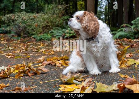 Issaquah, Washington, USA.  Mandy, a Cavalier King Charles Spaniel, on her driveway in Autumn Stock Photo