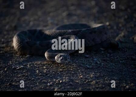 Western diamondback rattlesnake curled up in defensive position on gravel roadway at night in low angle close up image. Stock Photo