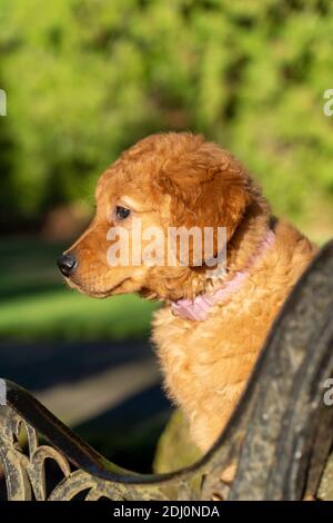 This 10 Week Old Golden Retriever Pup Flops Down On The Couch For A Rest Before Causing Some More Mischief Stock Photo Alamy