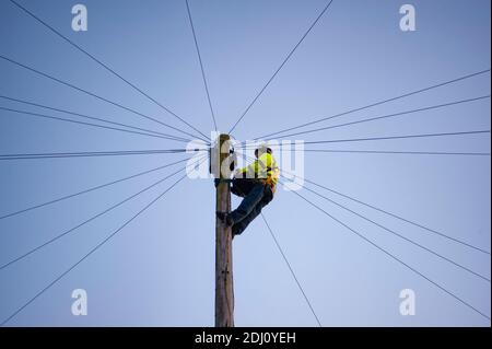 Telecommunications worker from Openreach climbs a wooden telegraph pole to carry out maintenance on overhead telephone cables in England. Stock Photo