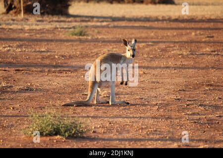 Red Kangaroo in a dry Western Australia landscape at sunset Stock Photo
