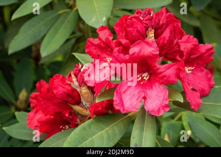 Rhododendron Hybrid Rabatz Rhododendron Hybrid , Close Up Of The Flower Head Stock Photo