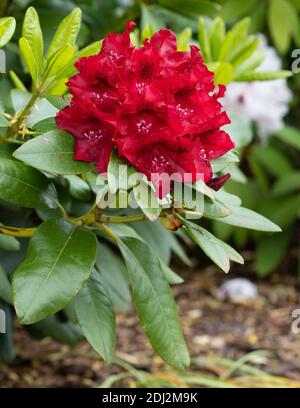 Rhododendron Hybrid Rabatz Rhododendron Hybrid , Close Up Of The Flower Head Stock Photo