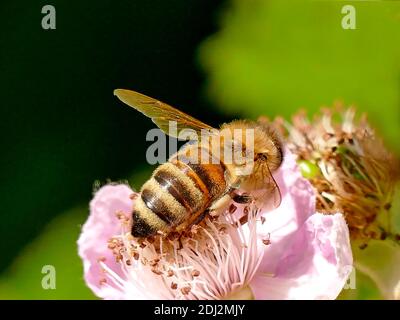 Bee On Flower Of A Blackberry Stock Photo