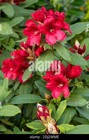 Rhododendron Hybrid Rabatz Rhododendron Hybrid , Close Up Of The Flower Head Stock Photo