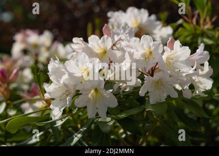 Rhododendron Hybrid Amber Kiss Rhododendron Hybride Stock Photo