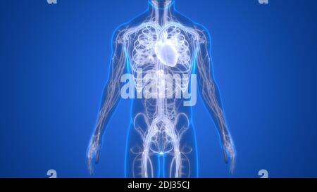 Human Circulatory System Heart Anatomy Stock Photo