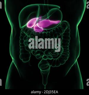 Human Internal Organs Pancreas with Gallbladder Anatomy Stock Photo - Alamy