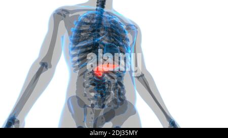 Human Internal Organ Pancreas Anatomy Stock Photo