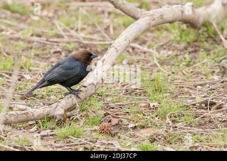 Brown-headed Cowbird (Molothrus ater) perched on a branch, Long Island, New York Stock Photo