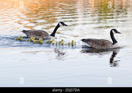 Canada Geese (Branta canadensis) with goslings, Long Island, New York Stock Photo