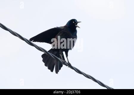 Common Grackle (Quiscalus quiscula) perched on a wire, Long Island, New York Stock Photo