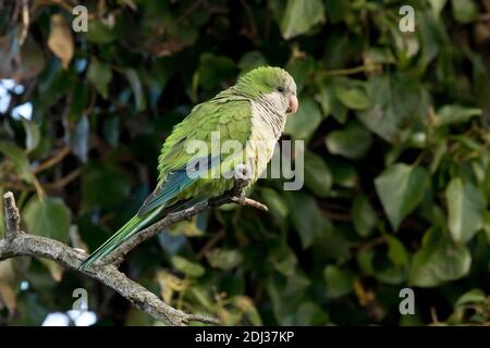 Monk Parakeet (Myiopsitta monachus) perched on a branch, Long Island, New York Stock Photo