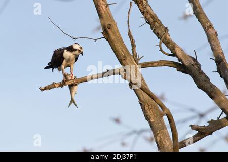 Osprey (Pandion haliaetus) feeding on a fish, Long Island, New York Stock Photo