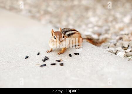 Cute small striped brown chipmunk eating sunflower seeds. Yellow ground squirrel chipmunk eating feeding grains and hiding stockpile them in cheek pou Stock Photo