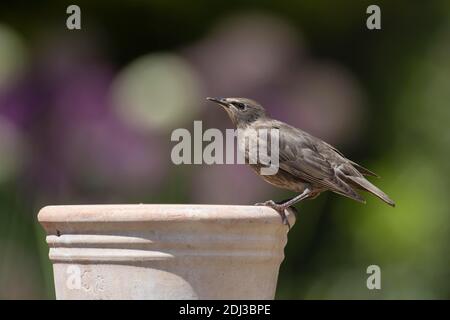 Common starling (Sturnus vulgaris) juvenile bird perched on a garden plant pot, Suffolk, England, United kingdom Stock Photo