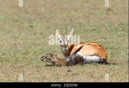 Thomson's gazelle (Eudorcas thomsonii) with newborn fawn, Masai Mara Sanctuary, Kenya Stock Photo