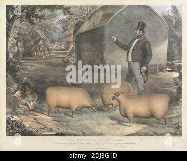 Mr. Jonas Webb, of Babraham, and his Three Rams, Print made by John West Giles, active 1827–1865, after John West Giles, active 1827–1865, 1842, Lithograph with hand coloring on thick, moderately textured, cream wove paper, Sheet: 18 3/4 x 23 1/4 inches (47.6 x 59.1 cm) and Image: 16 1/4 x 21 3/4 inches (41.3 x 55.2 cm), agronomy, animal art, chickens, ewe (animal), farming, husbandry, obesity, rooster, science Stock Photo