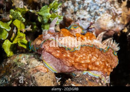 Nudibranch, Glossodoris sp. cf. cincta, Girdled Glossodoris, Tulamben, Bali, Indonesia Stock Photo