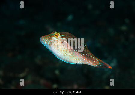 Papuan Toby, Canthigaster papua, Tulamben, Bali, Indonesia