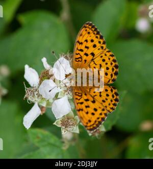 The Queen of Spain fritillary. Issoria Lathonia . Butterfly of the family Nymphalidae .