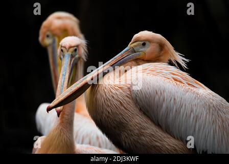Great White Pelican - Pelecanus onocrotalus, large white sea bird from African coast, Walvis Bay, Namibia.