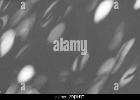 Light and shadow of the leaves that the sunlight shines on the wall. It is blur black and white tone. Stock Photo