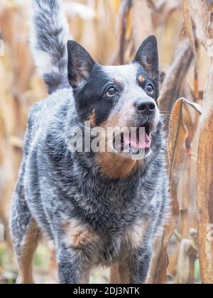 Funny adult dog in a corn field. Blue Heeler is working breed of Australian Cattles. Smart cautiou and energetic and also Loyal kind.