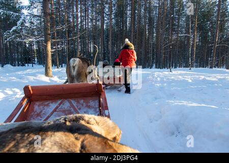 Rovaniemi, Lapland, Finland - February 29, 2020: reindeer sled tour in Santa Claus Village, in Rovaniemi Stock Photo