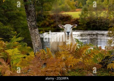 Glen Strathfarrar in the Scottish Highlands.Single, well grown Highland Mule lamb facing forward beside the River Farrar in Autumn with colouful ferns Stock Photo