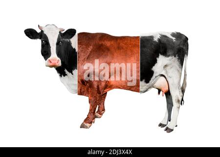 Creative Cow collage isoladed on white background. Cow made of three full length Stock Photo