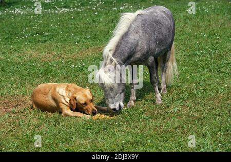 American Miniature Horse, Adult with Dog Stock Photo