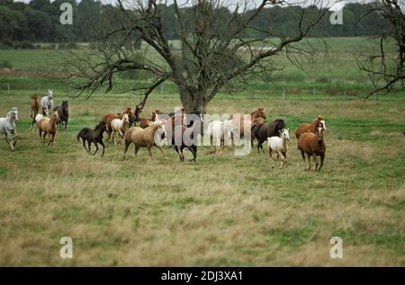 American Saddlebred Horse, Herd Galloping through Meadow Stock Photo