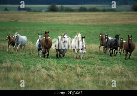 American Saddlebred Horse, Herd Galloping through Meadow Stock Photo