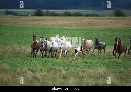 American Saddlebred Horse, Herd Galloping through Meadow Stock Photo