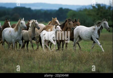 American Saddlebred Horse, Herd Galloping through Meadow Stock Photo