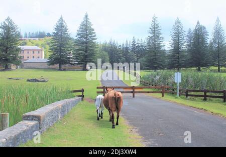 Norfolk Island. World Heritage Area, Kingston. Open-grazing Cows. Endemic Norfolk Island Pines in Background. Colonial Military Barracks visible. Stock Photo