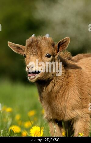 Pygmy Goat or Dwarf Goat, capra hircus, 3 Months Old Baby Goat Calling Stock Photo